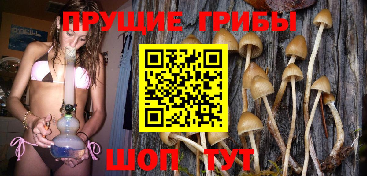 Чистополь  Псилоцибиновые грибы Psilocybe  Вход с VPN 