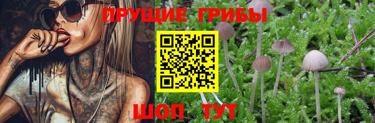 Галлюциногенные грибы Cubensis Чистополь